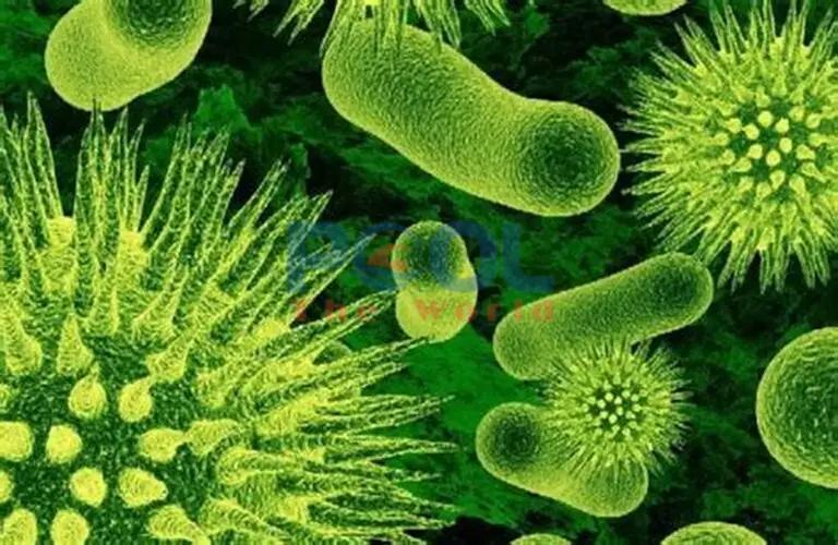 Chlorin Cá Heo 70% – Diệt Khuẩn Mạnh, Đảm Bảo Hồ Bơi Luôn An Toàn