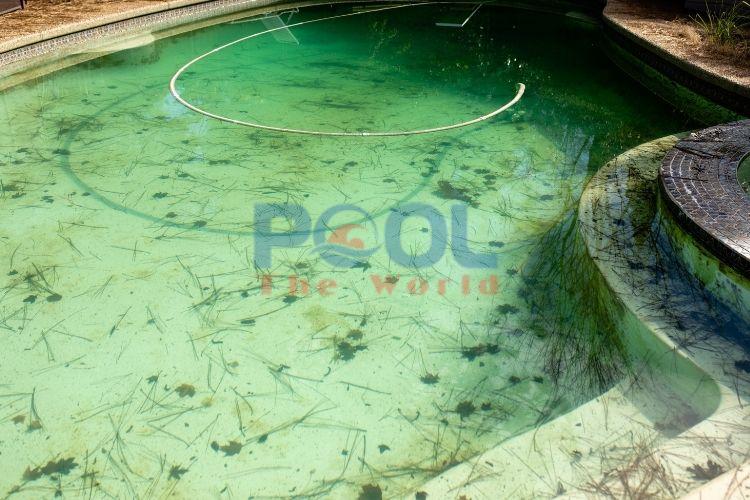 Clorine Japan 70% NICLON – Giải Pháp Xử Lý Nước Hồ Bơi Hiệu Quả