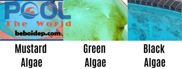 Loại bỏ rêu tảo khỏi hồ bơi nhanh chóng và hiệu quả