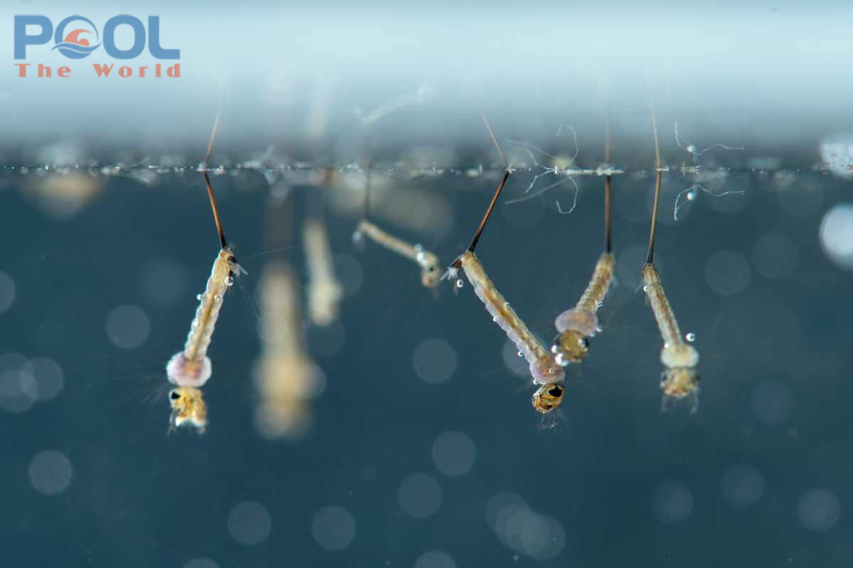 Cách xử lý loăng quăng và bọ gậy triệt để bằng Clo Viên 200gram Trung Quốc