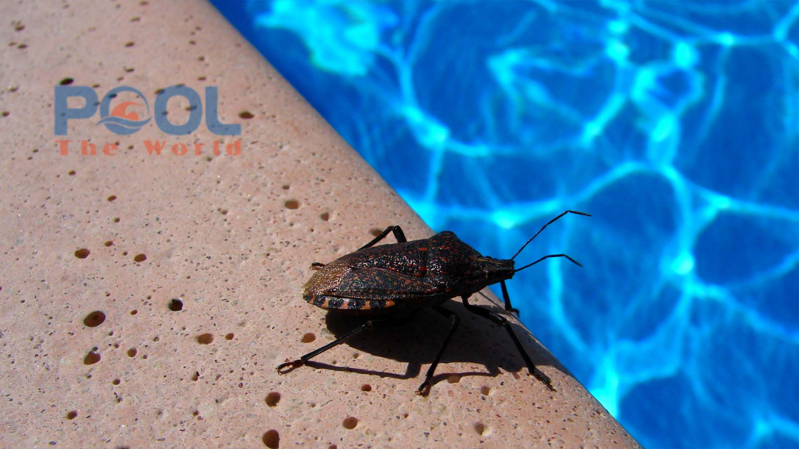 Cách xử lý loăng quăng và bọ gậy triệt để bằng Clo Viên 200gram Trung Quốc