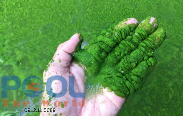 Giải Pháp Cắt Cơn Nghẹt Hệ Thống Lọc Do Xác Tảo Xanh Bằng Bột Đồng Sulfat Đậm Đặc