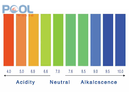 Làm sao để diệt tảo đen trên gạch mosaic hồ bơi? 