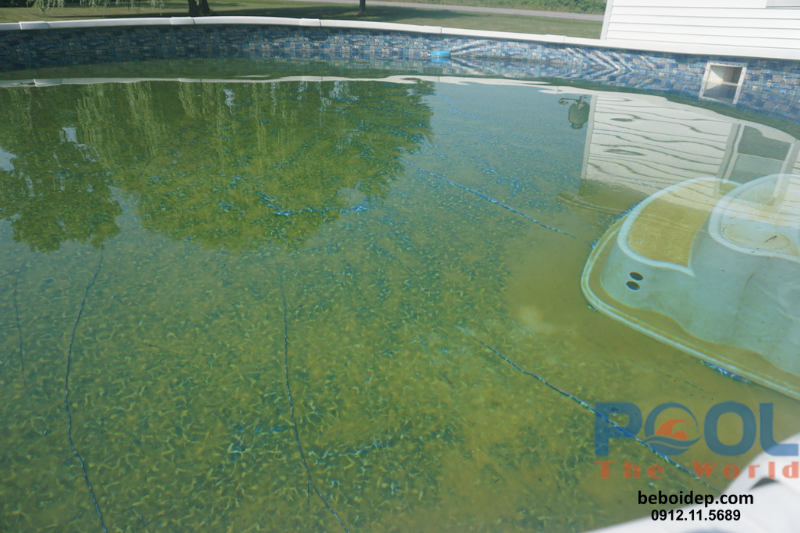 Đồng Sulfat: Giải Pháp Cuối Cùng Cho Hồ Bơi Nhiễm Tảo Đen Đã Nhờn Với Clo