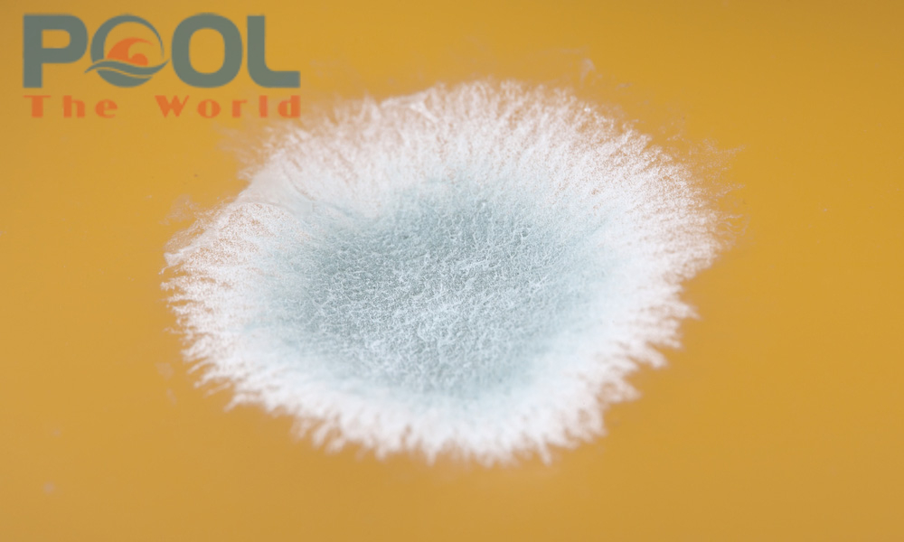 Nấm mốc trắng hồ bơi: “Căn bệnh nan y” và quy trình xử lý tận gốc