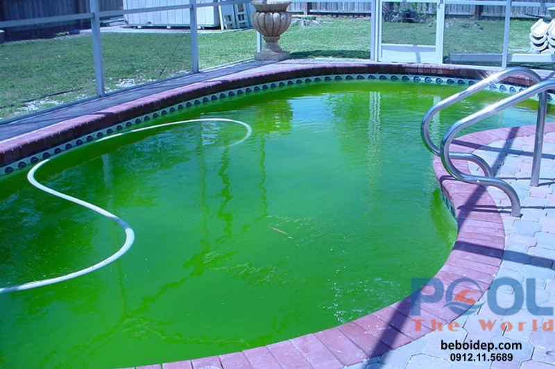 Xử Lý Nước Hồ Bơi Bị Xanh Triệt Để Với Chlorine INDIA 70% Aquafit