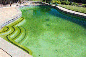Các loại tảo gây ảnh hưởng đến chất lượng nước bể bơi