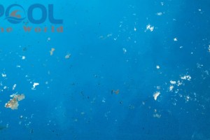 Nấm mốc trắng hồ bơi: “Căn bệnh nan y” và quy trình xử lý tận gốc